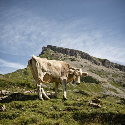 Bergwanderung im Kleinwalsertal