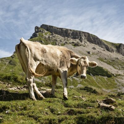 Bergwanderung im Kleinwalsertal