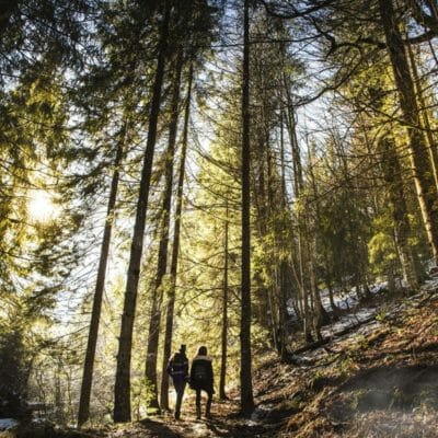 auenhuette-kleinwalsertal-aktiv-wandern-wald