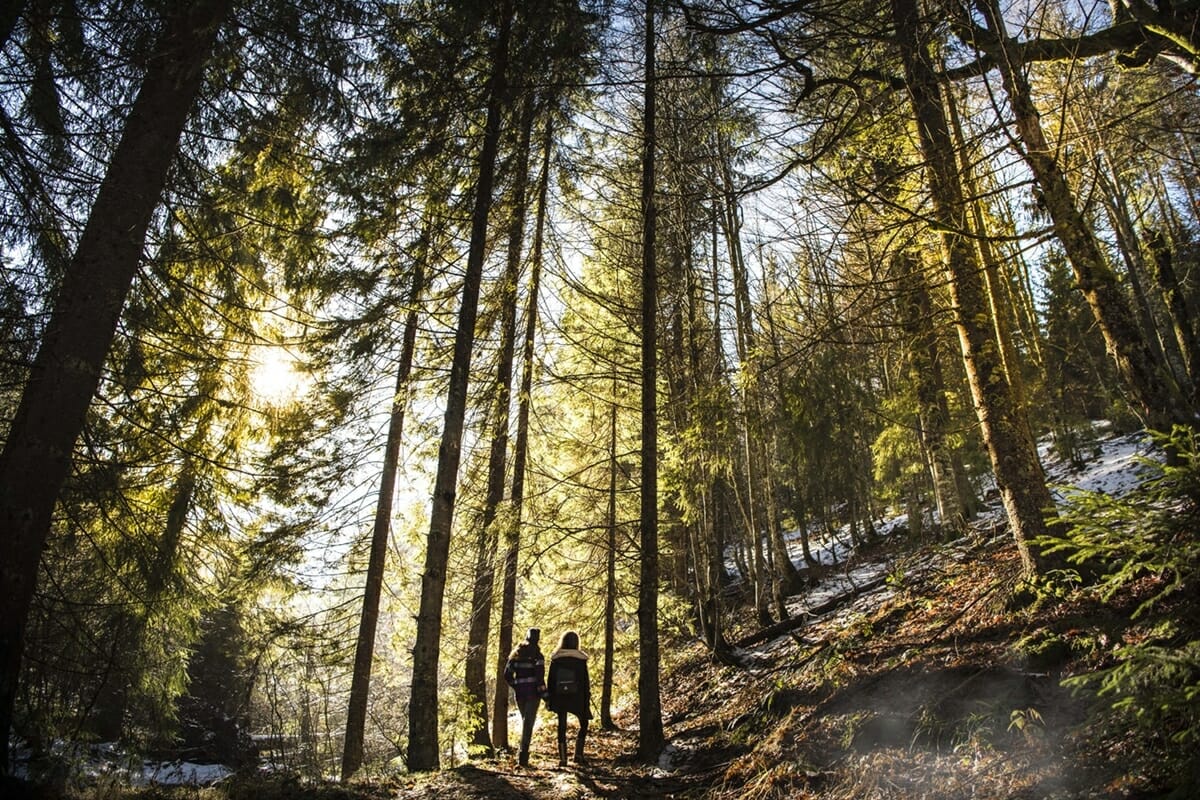 auenhuette-kleinwalsertal-aktiv-wandern-wald